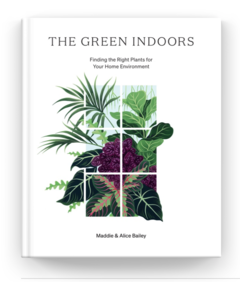 The Green Indoors: Finding the Right Plants for Your Home Environment