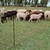 Kit Boyero para ovejas a batería para 100 metros Peón en internet