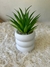 P1614 Planta Suculenta artificial con Maceta Ceramica - objetosva