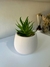 P1783 Planta Suculenta artificial con Maceta Ceramica - comprar online