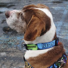 Collar personalizado "Neón" - Modestiaparte