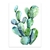 Cactus - comprar online