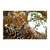 Leopardo sobre el arbol - comprar online