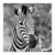 Retrato zebra II - comprar online