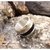 Anillo de plata 925 y maderas de ébano y raíz de laurel (12mm) - cascada en internet