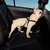 bulldog frances perro mediano viajando con arnes en auto