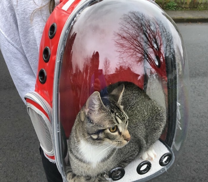 Mochila Bolso Transparente Transportador De Mascota Pequeña