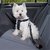 Perro chico westie viajando en auto con arnes y cinturón de seguridad