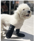 Imagen de Botas de neoprene para perros