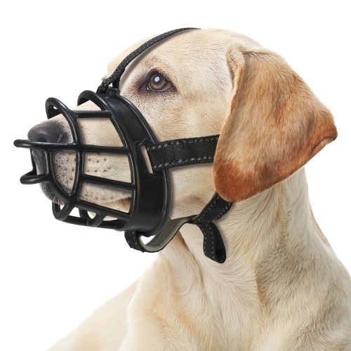 Canasta de perro top