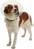 Collar isabelino rígido para perros grandes - tienda online