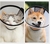 Collar isabelino para perros o gatos - tienda online