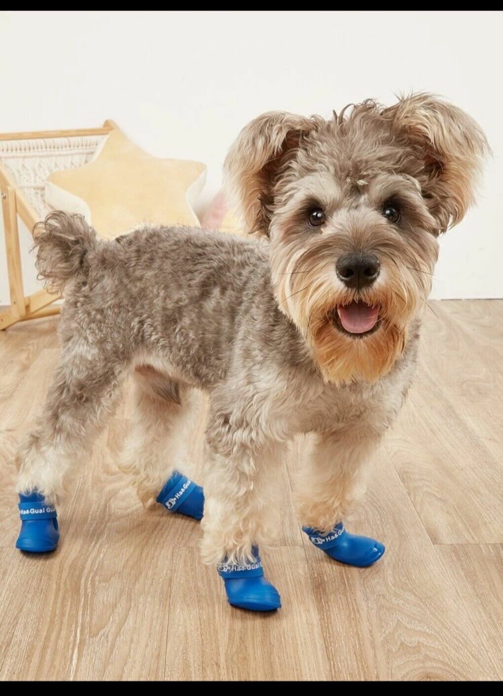 Zapatos para perros schnauzer hot sale
