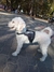 Pechera Personalizada con nombre - Dudi Mascotas - Pet Shop Online 