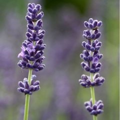 Lavanda - Santo Incenso 