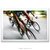 Poster Corrida de Bicicleta - comprar online