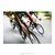 Poster Corrida de Bicicleta - QueroPosters.com
