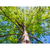 Quadro Árvore da vida Cipreste Céu Azul de Primavera - Kit com 2 Quadros - comprar online