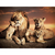 Quadro Decorativo Família Leões com 2 filhotes - comprar online