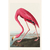 Quadro Flamingo - John James Audubon - comprar online
