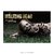 Poster The Walking Dead - QueroPosters.com