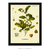 Poster Arte Botânica Camellia Thea Lk - Planta de chá Camélia Arte Vintage - comprar online