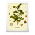 Poster Arte Botânica Camellia Thea Lk - Planta de chá Camélia Arte Vintage na internet
