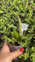 cattleya amethystoglossa var aurea vassoral - Orquidário Frutal