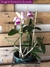 Cattleya Intermedia Tipo Adulta - comprar online