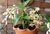 Dendrobium Thyrsiflorum Adulto - comprar online