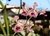 Vanda Tricolor Adulta ( Já floriu ) - comprar online