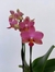 mini phalaenopsis laranja e rosa com flor