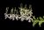 Dendrobium antennatum samurai adulto - comprar online