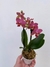 mini phalaenopsis laranja e rosa com flor - comprar online