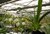 Angraecum Eburneum Semi adulta - comprar online