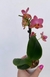 mini phalaenopsis laranja e rosa com flor na internet