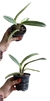 Cattleya Maxima tamanho 3 - comprar online