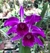 Laelia Purpurata Sanguinea Adulta