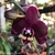 Phalaenopsis Exotica - comprar online