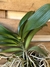 muda de phalaenopsis muda gigante cores sortidas - comprar online