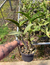 cattleya cetro de esmeralda adulta - Orquidário Frutal