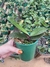 phalaenopsis laranja - comprar online