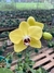 phalaenopsis amarela