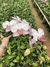 phalaenopsis branca com borda lilás