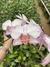 phalaenopsis branca com borda lilás - comprar online