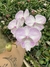phalaenopsis big lips estriada rosa claro (midi)