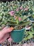 mini phalaenopsis branca pintada roxa - comprar online