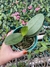 mini phalaenopsis branca pintada roxa na internet