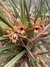 maxilária tenuifolia cheiro de coco laranja - comprar online