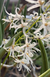 Dendrobium wassellii adulto - comprar online